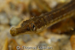 Snake pipefish, D200, 105 + wetdiopter by Thomas Lueken 